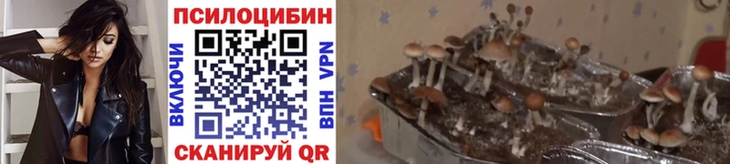 цены наркотик  Салаир  KRAKEN ссылка  darknet состав  Галлюциногенные грибы GOLDEN TEACHER 
